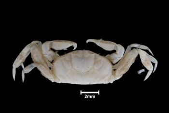 Media type: image;   Invertebrate Zoology CRU-10997 Aspect: dorsal